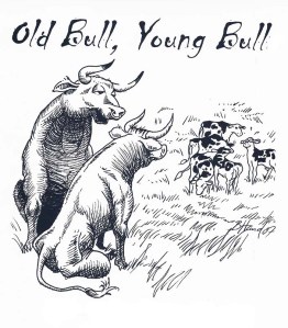 old bull young bulls